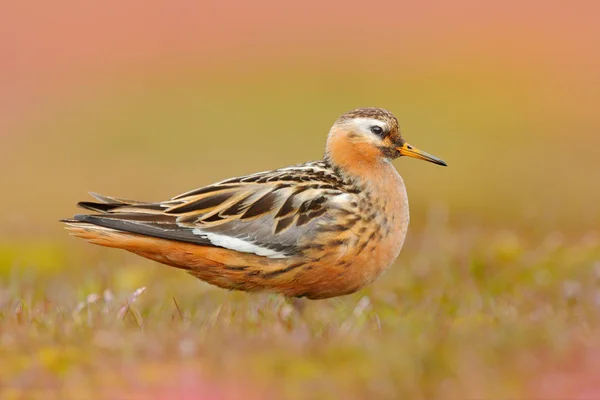 Orange Brown Water Bird Grass Nature Habitat Longyaerbyen Svalbard Norway — Stock Photo, Image