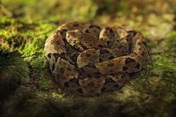 Vergif Zeldzame Slang Verborgen Lichte Jungle — Stockfoto