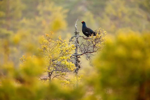 Gallo Nero Con Cresta Rossa Seduta Sul Ramo Sullo Sfondo — Foto Stock