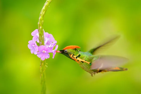 Colorido Colibrí Con Cresta Naranja Junto Flor Violeta Sobre Fondo —  Fotos de Stock