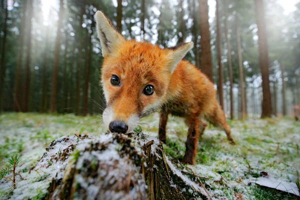 Red Fox Wąchania Kikut Lesie Drzew Tle — Zdjęcie stockowe