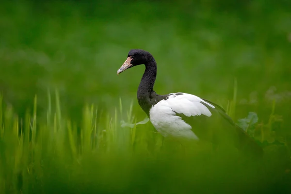 Black White Goose Australia Hidden Green Vegetation — Stock Photo, Image