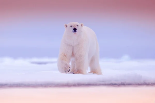 Urso Polar Enorme Andando Gelo Com Tons Rosa Svalbard Noruega Fotografia De Stock