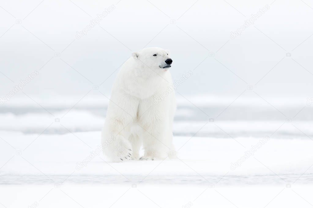Huge polar bear walking by arctic ice, Svalbard, Norway.