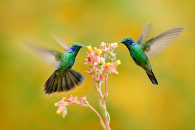 Portakal çiçeği iki kuş. Sinek kuşlarının yeşil menekşe-kulak, güzel sarı çiçek, Savegre, Kosta Rika yanında uçan Colibri thalassinus,. Doğadan eylem yaban hayatı sahne. Hayvan davranış.