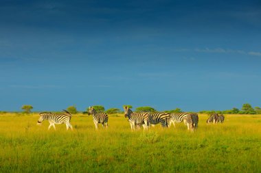 Zebra with blue storm sky. Burchell's zebra, Equus quagga burchellii, Nxai Pan National Park, Botswana, Africa. Wild animal on the green meadow. Wildlife nature. clipart