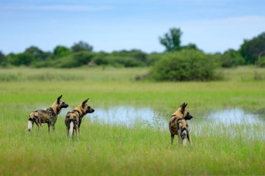 Afrika vahşi köpeği Lycaon Pictus, suda yürüyor. Büyük kulaklı boyanmış köpek avlamak, doğal ortamında güzel vahşi hayvan. Doğa, Moremi, Okavanago deltası, Botswana, Afrika.
