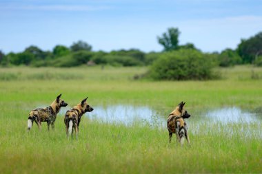 African wild dog, Lycaon pictus, walking in the water. Hunting painted dog with big ears, beautiful wild animal in habitat. Wildlife nature, Moremi, Okavanago delta, Botswana, Africa. clipart
