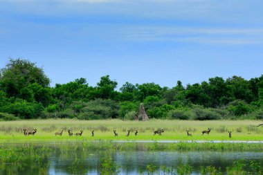 Vahşi sürüsü Botswana'da avcılık köpekler. Yaban hayatı sahne Afrika, Moremi, Okavango Deltası. Hayvan davranış, Grup gurur sarı çiçekli lake yakınındaki Afrika vahşi köpek. Avcılık dos çalıştıran.  