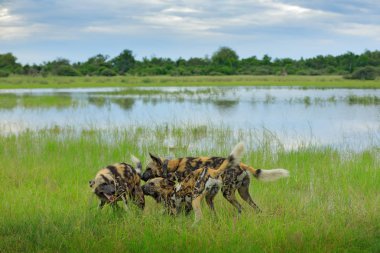Afrika yaban köpeği Lycaon pictus, su Karşılama merasimi. Avcılık köpek güzel vahşi hayvan yaşam alanı içinde koca kulaklı, boyalı. Vahşi doğa, Moremi, Okavanago delta, Botswana, Afrika.