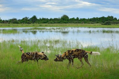 Vahşi köpek dövüşü. Avcılık Afrika safari üstünde köpek boyalı. Doğadan yaban hayatı sahne. Afrika vahşi köpek, yeşil çim, Okavango, Botsvana yürüyen.