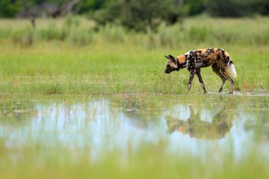 African wild dog, Lycaon pictus, walking in the lake. Hunting painted dog with big ears, beautiful wild animal in nature habitat, Moremi,  Botswana, Africa.  clipart