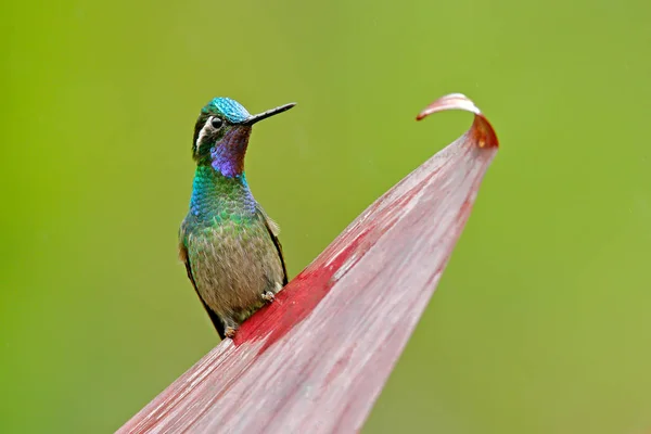 Fioletowy Throated Mountain Gem Lampornis Calolaemus Koliber Kostaryki Fiołek Gardła — Zdjęcie stockowe