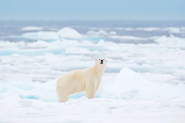 Urso Polar Borda Gelo Deriva Com Neve Água Mar Russo — Fotografia de Stock