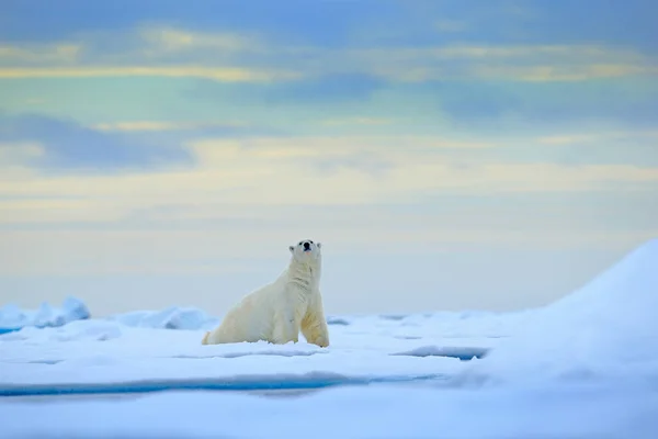 Urso Polar Borda Gelo Deriva Com Neve Água Mar Noruega — Fotografia de Stock