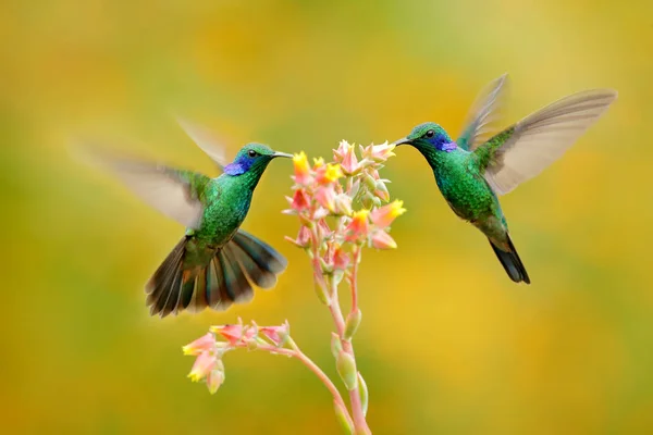 Dwa Ptaki Kwiatu Pomarańczy Kolibry Zielony Fioletowy Ucho Colibri Thalassinus — Zdjęcie stockowe