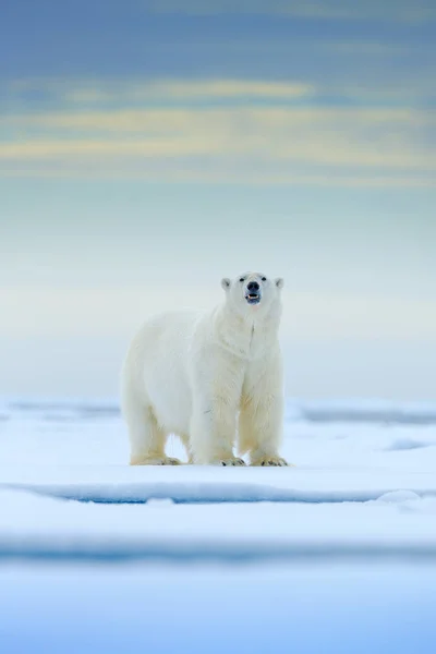 Πολική Αρκούδα Στην Άκρη Drift Παγωτό Χιόνι Και Νερό Στη — Φωτογραφία Αρχείου