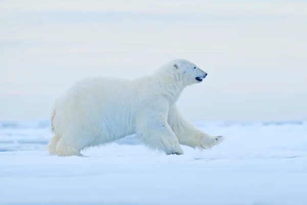 北极熊在漂流冰边缘与雪和水在挪威海 在大自然栖息地的白色动物 大自然的野生动物场景 危险的熊走在冰上 美丽的黄昏天空 — 图库照片