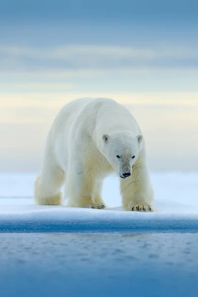 北极熊在漂流冰边缘与雪和水在挪威海 在大自然栖息地的白色动物 大自然的野生动物场景 危险的熊走在冰上 美丽的黄昏天空 — 图库照片