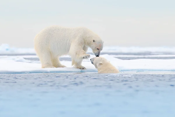 Deux Ours Polaires Détendus Sur Glace Dérivante Avec Neige Des — Photo