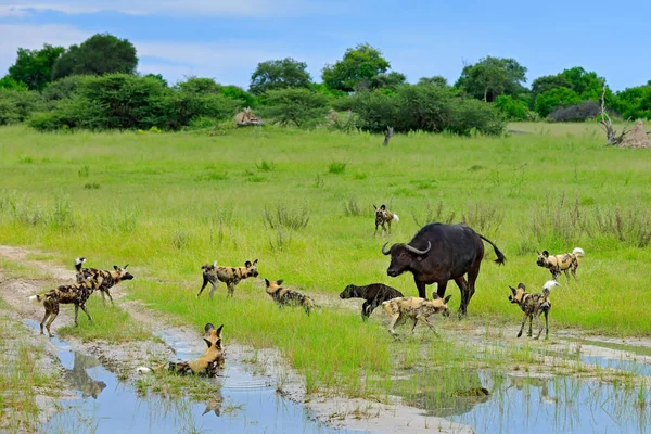 Cão Selvagem Caça Botsuana Vaca Búfalo Bezerro Com Predador Cena — Fotografia de Stock