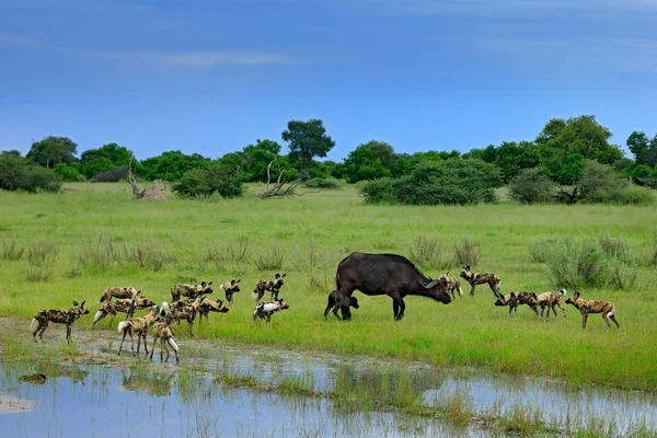 Wild Dog Hunting Botswana Vaca Búfala Ternera Con Depredador Escena —  Fotos de Stock