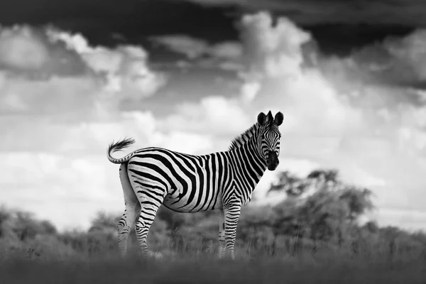 Black White Art Photo Zebra Dark Storm Sky Burchell Zebra — Stock Photo, Image