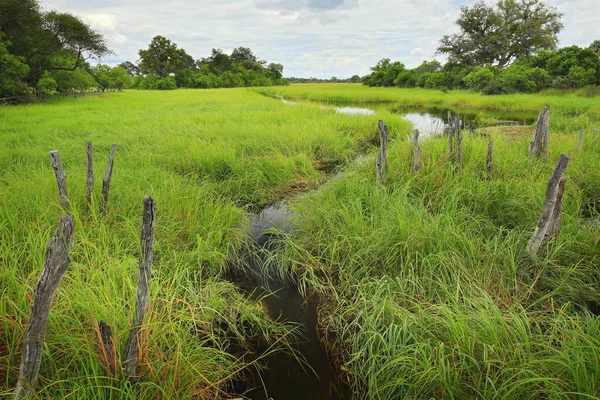 Paisagem Africana Estação Verde Rio Khwai Com Grama Árvores Moremi — Fotografia de Stock