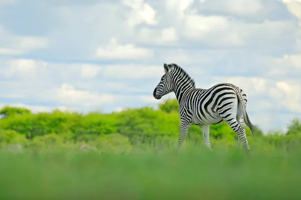 Wildlife nature on African safari. Zebra with blue storm sky with clouds. Burchell\'s zebra, Equus quagga burchellii, Nxai Pan National Park, Botswana, Africa. Wild animal on the green meadow.