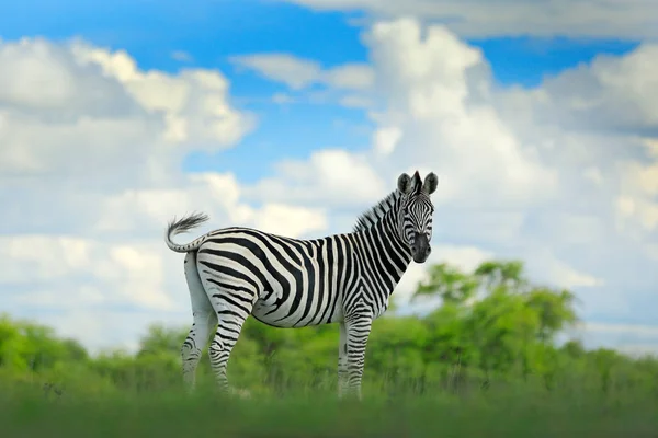 Zèbre Avec Ciel Orageux Bleu Avec Nuages Zèbre Burchell Equus — Photo