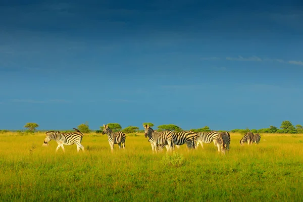 青い嵐空とシマウマ バーチェルサバンナシマウマ エクウス クアッガ Burchellii ナイパン国立公園 ボツワナ アフリカ 緑の草原の野生動物 野生動物自然 — ストック写真