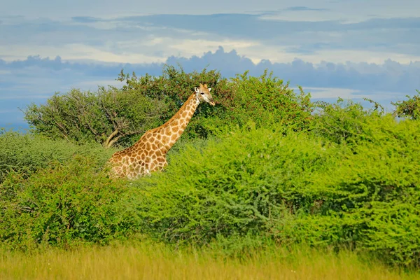 Jirafa Vegetación Verde Con Animal Escena Vida Silvestre Naturaleza Okavango —  Fotos de Stock