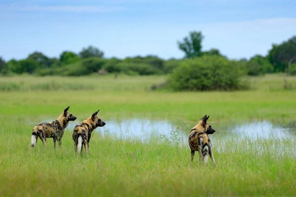 Perro Salvaje Africano Lycaon Pictus Caminando Agua Perro Pintado Caza — Foto de Stock