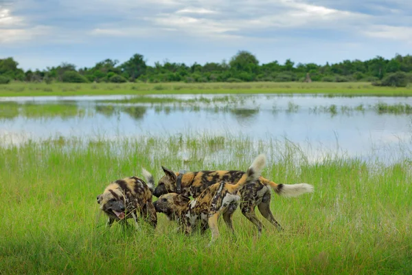 Afrikanischer Wildhund Lycaon Pictus Willkommenszeremonie Wasser Jagd Gemalter Hund Mit — Stockfoto