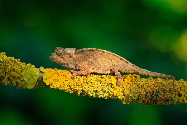 Chameleon Sitting Branch Forest Habitat Exotic Beautifull Endemic Green Reptile — Stock Photo, Image