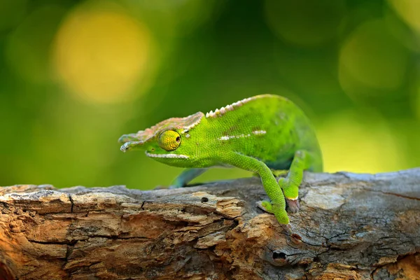 Camaleão Canopy Wills Furcifer Willsiisitting Ramo Habitat Florestal Réptil Verde — Fotografia de Stock