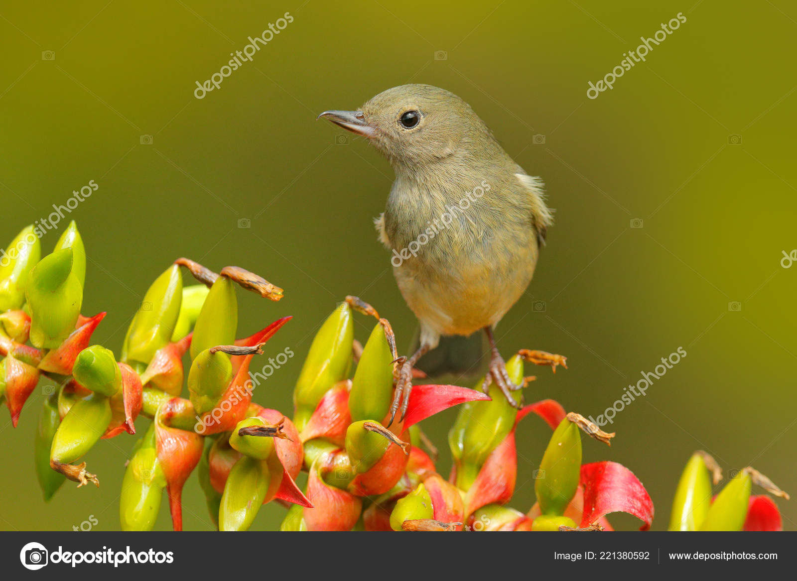Percefleur Brillant Diglossa Lafresnayii Oiseau Femelle Avec
