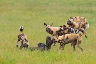 Vahşi köpek av Botswana, bufalo buzağı ile yırtıcı hayvan. Yaban hayatı sahne Afrika, Moremi, Okavango Deltası. Hayvan davranış, paketi gurur buzağı Afrika vahşi köpekler saldırı saldırı. 