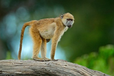 Chacma babun, Papio ursinus, maymun Moremi, Okavango Deltası, Botswana üzerinden. Doğa ortamlarında yabani memeli hayvanlar. Maymun meyve gren vegetaton besleme. Afrika yaban hayatı doğa.