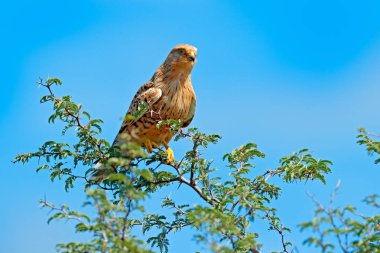 White-eyed  greater kestrel, Falco rupicoloides, sitting on the tree branch with blue sky, Moremi, Okavango delta, Botswana, Africa. Birds of prey in the nature habitat. Wildlife scene from nature. clipart