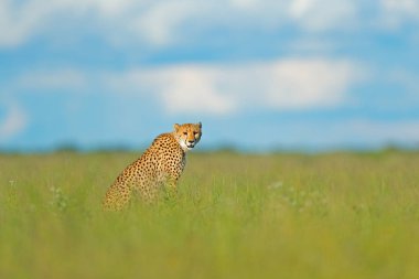Çita, vahşi kedi yürüyüş Acinonyx jubatus. Arazi, Botswana, Afrika en hızlı memeli. Çita çimen, mavi gökyüzünde bulutlar ile. Doğa ortamlarında, Okavango detla benekli vahşi kedi.