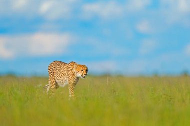 Çita, vahşi kedi yürüyüş Acinonyx jubatus. Arazi, Botswana, Afrika en hızlı memeli. Çita çimen, mavi gökyüzünde bulutlar ile. Doğa ortamlarında benekli vahşi kedi.