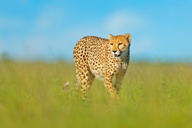 Çita, vahşi kedi yürüyüş Acinonyx jubatus. Arazi, Botswana, Afrika en hızlı memeli. Çita çimen, mavi gökyüzünde bulutlar ile. Doğa ortamlarında benekli vahşi kedi.