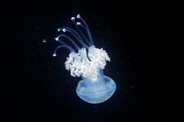 Phyllorhiza punctata, Avustralya denizanası koyu denizde su buldu. Doğa Okyanus yaşam beyaz mavi deniz anası. Çan medusa Pasifik, Japonya ve Avustralya yüzen su