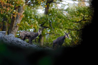 Chamois, Rupicapra rupicapra, kayalık tepede, orman içinde geçmiş, Studenec tepe, Çek Cumhuriyeti. Boynuz hayvan, Chamois ile yaban hayatı sahne. Chamois ile orman landscpae.