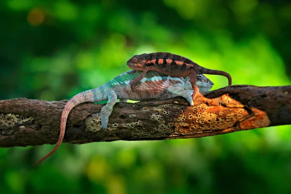 カメレオン Furcifer ポスター発表の部林の生息地の枝の上に座ってのペア マダガスカル産の長い尾を持つ エキゾチックな美しい流行緑爬虫類を作る愛します 自然から野生動物のシーン — ストック写真