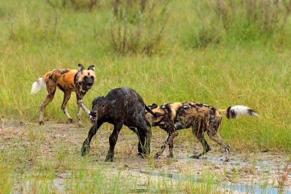 Wild Dogs hunting in Zambia, buffalo calf with predators. Wildlife scene from Africa. Animal behaviour, pack pride of African wild dogs. Animals bites victim.