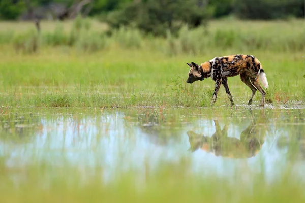 Cão Selvagem Africano Lycaon Pictus Caminhar Lago Cão Pintado Caça — Fotografia de Stock