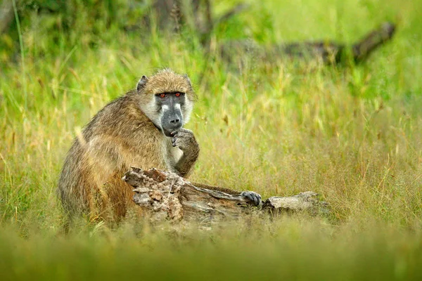 Babuino Chacma Papio Ursinus Mono Moremi Delta Del Okavango Botswana —  Fotos de Stock