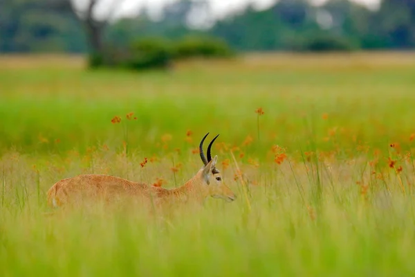 Reedbuck Redunca Arundinum Animal Caminando Agua Durante Día Caluroso Con —  Fotos de Stock